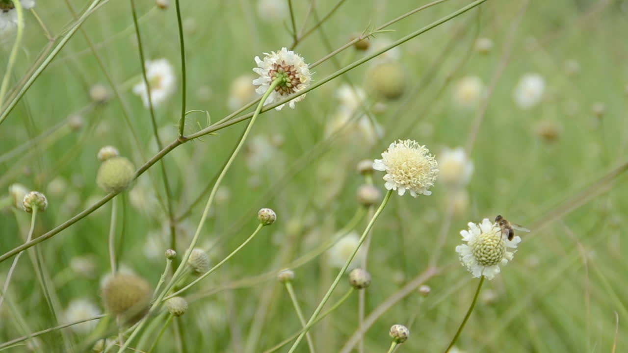 Grass