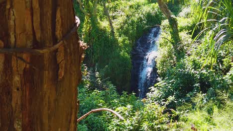 hd hawaii kauai auge en cámara lenta con vid en primer plano izquierdo y cascada en el fondo central derecho