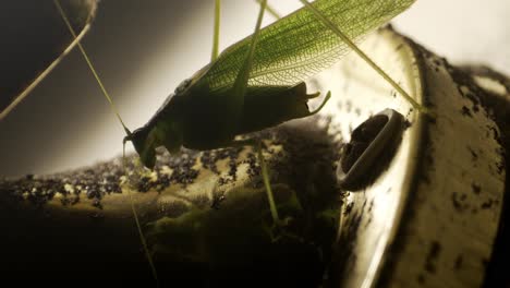 close-up katydid on porch light beside wall, wandering and observing around