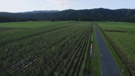 Drohnenaufnahme-Eines-Einzelnen-Radfahrers,-Der-Auf-Einer-Geraden-Straße-Mit-Dosenfeldern-Auf-Beiden-Seiten-Fährt