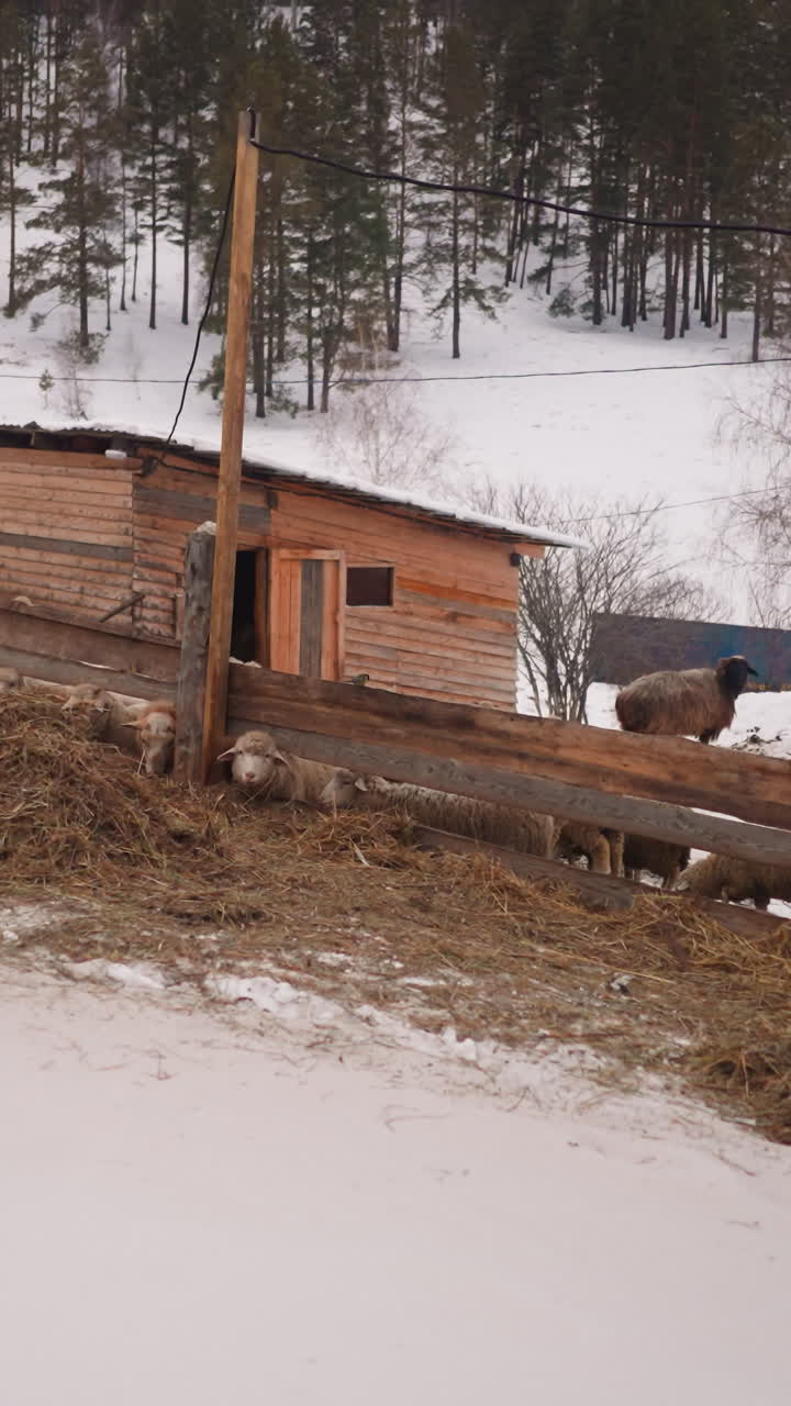las ovejas comen heno seco esparcido cerca de la valla de madera del granero rural en una granja ubicada en el pueblo de las tierras altas. un pequeño pájaro volador se estableció en la valla del cobertizo en un frío día de invierno