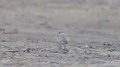 Pequeño-Pájaro-Zancudo-Chorlito-Anillado-En-La-Orilla-Del-Mar-Buscando-Comida,-Comiendo,-Corriendo