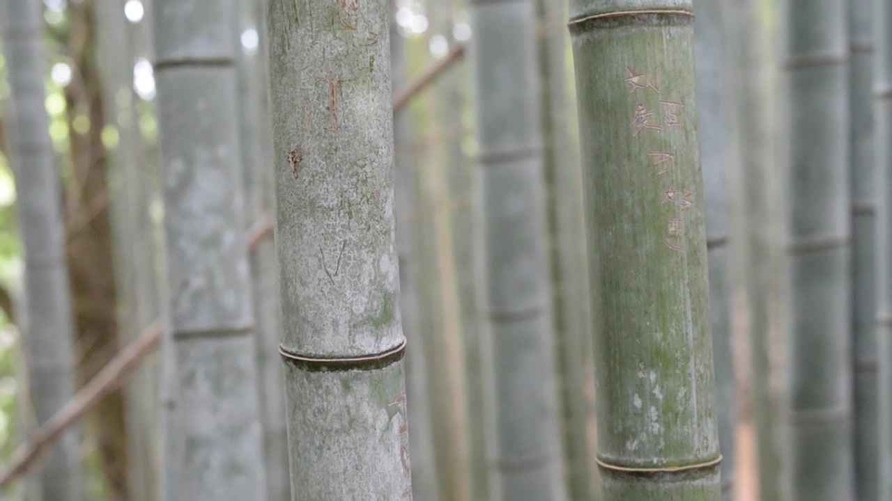 Bambuseto a Kyoto, Giappone. Bellezza nella natura. Primo piano.