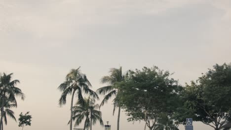 palm trees and sky at daytime