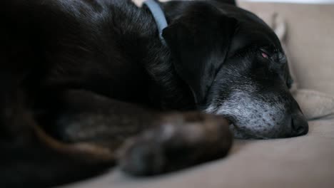 narrow focus view of an elderly black dog sleeping on a couch