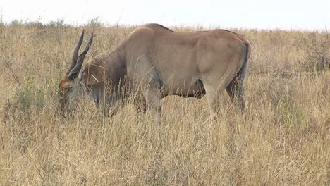 Ein-Gnus-Weidet-Auf-Hohem-Gras