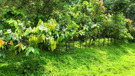 circular view of a cocoa plantation at são tomé e principe,africa