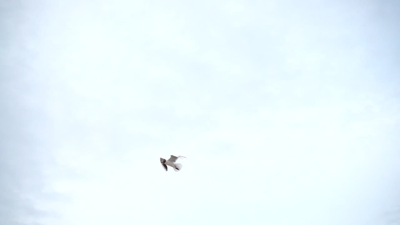 Måge i flugt. I slowmotion.