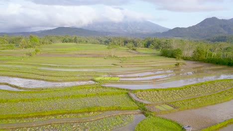 Aerial-view-of-terraced-rice-fields-in-Magelang,-Indonesia