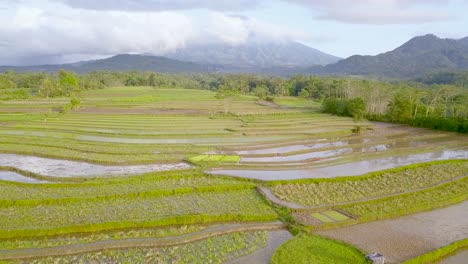 aerial view of terraced rice fields in magelang, indonesia