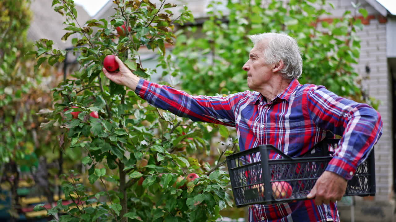 Adult farmer holding a box and picking red apples there. Old man gathering harvest in the garden his house.