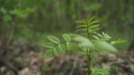 close up of a tiny green plant grown on the ground in the woods,isolated on blurred background