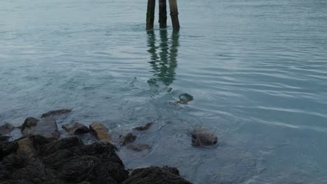 An-Einem-Ruhigen-Tag-Im-Hafen-Trifft-Meerwasser-Auf-Felsen-Und-Pfosten