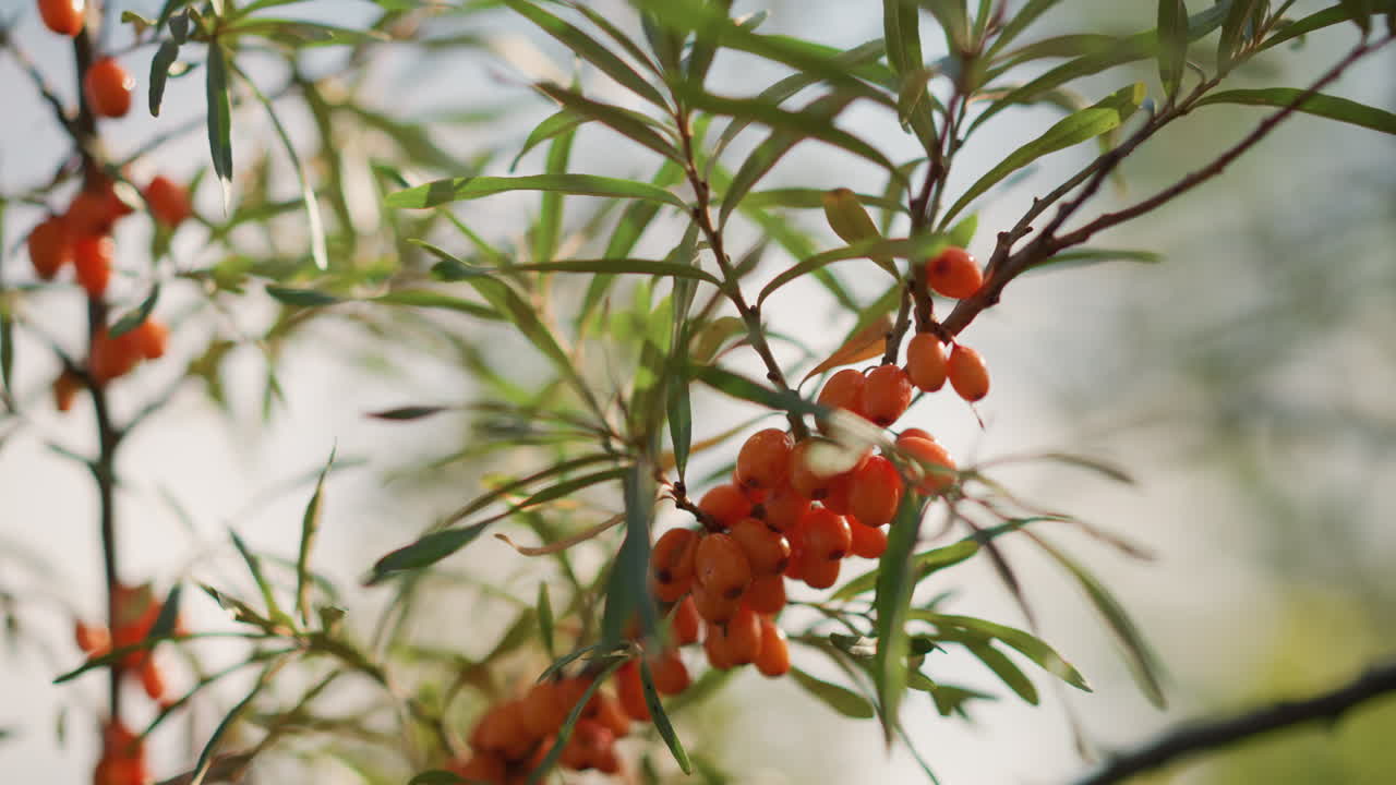 primer plano cinematográfico de racimos de bayas de espino amarillo que brillan con una cálida luz de fondo, hojas de sauce, rama texturizada, reflejos suaves, enfoque superficial, ambiente otoñal, sugerencia de superalimento comestible