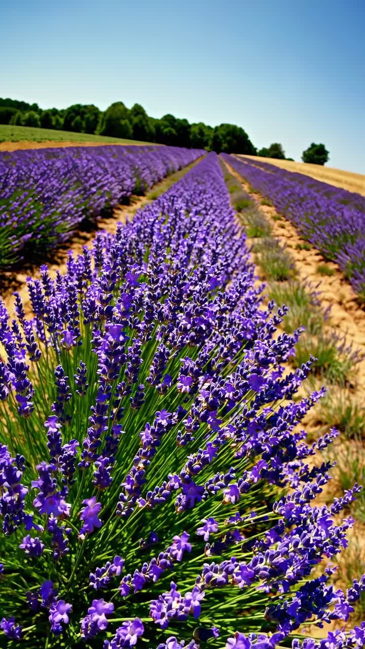 A vibrant video still of a lavender field, captured from a low angle, showcasing endless rows