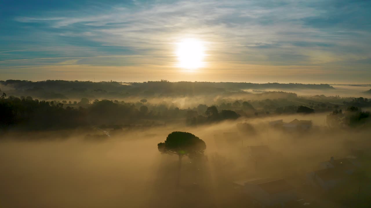 Drone shot of a Lonely tree in the middle of the fog sunrise