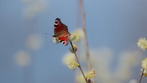 peacock butterfly on a spring branch