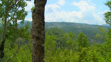 Eine-Zeitraffer-Bewegung-Durch-Einen-Wald-Geschossen