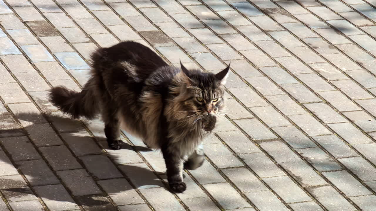 gato de pelo largo caminando con confianza por un camino pavimentado soleado en un parque con un ratón en su boca