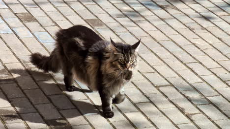 long-haired cat confidently walking on a sunny paved path in a park with mouse in its mouth