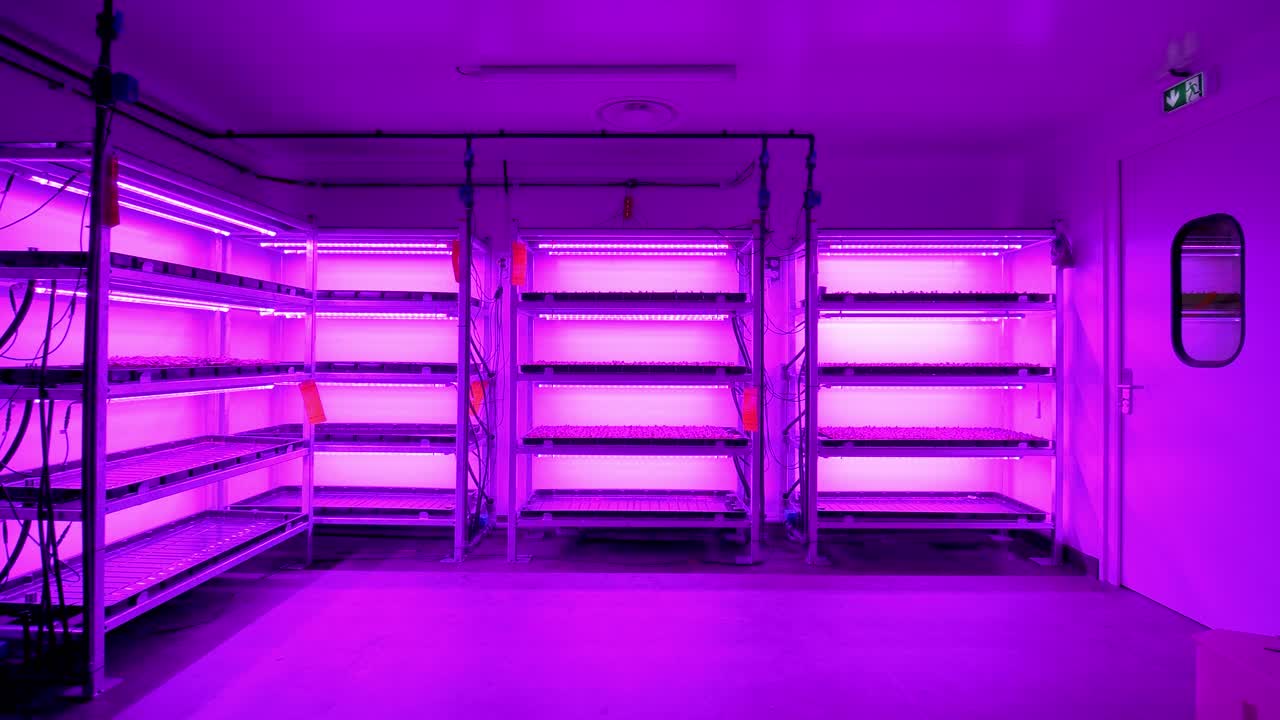 se muestra una habitación con estantes iluminados por iluminación ultravioleta