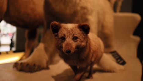 taxidermy fox displayed in museum setting