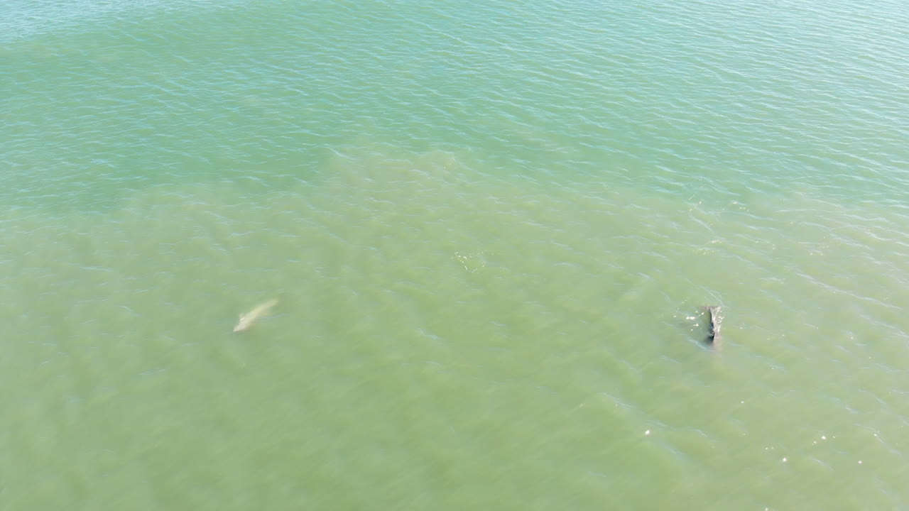 tomas de drones de delfines nadando en el océano