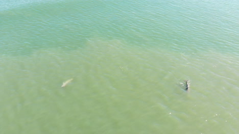 drone-shots-of-dolphins-swimming-in-the-ocean