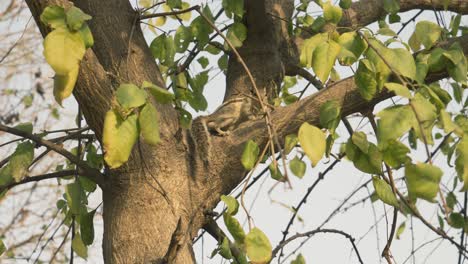 a chipmunk is sitting on a tree and