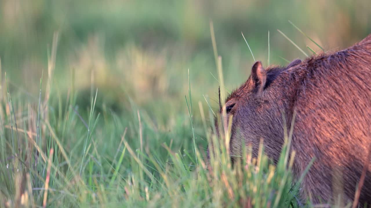 Side close up of capybara eating lush green grass in Ibera wetlands at sunset, Corrientes, Argentina.