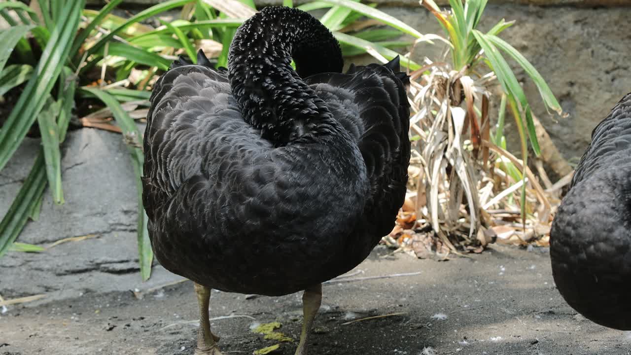 Black Swan Preening Close-Up with Detailed Feather Texture in Sunlight
