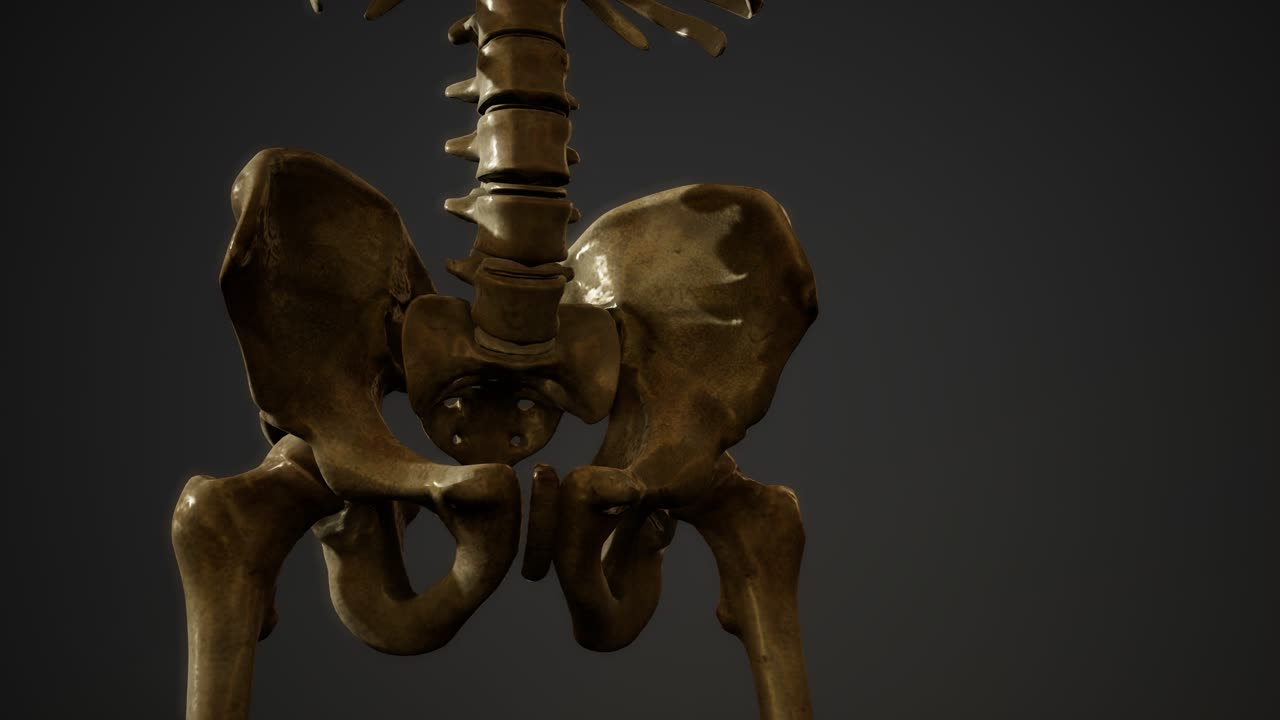 인간의 골격의  ⁇