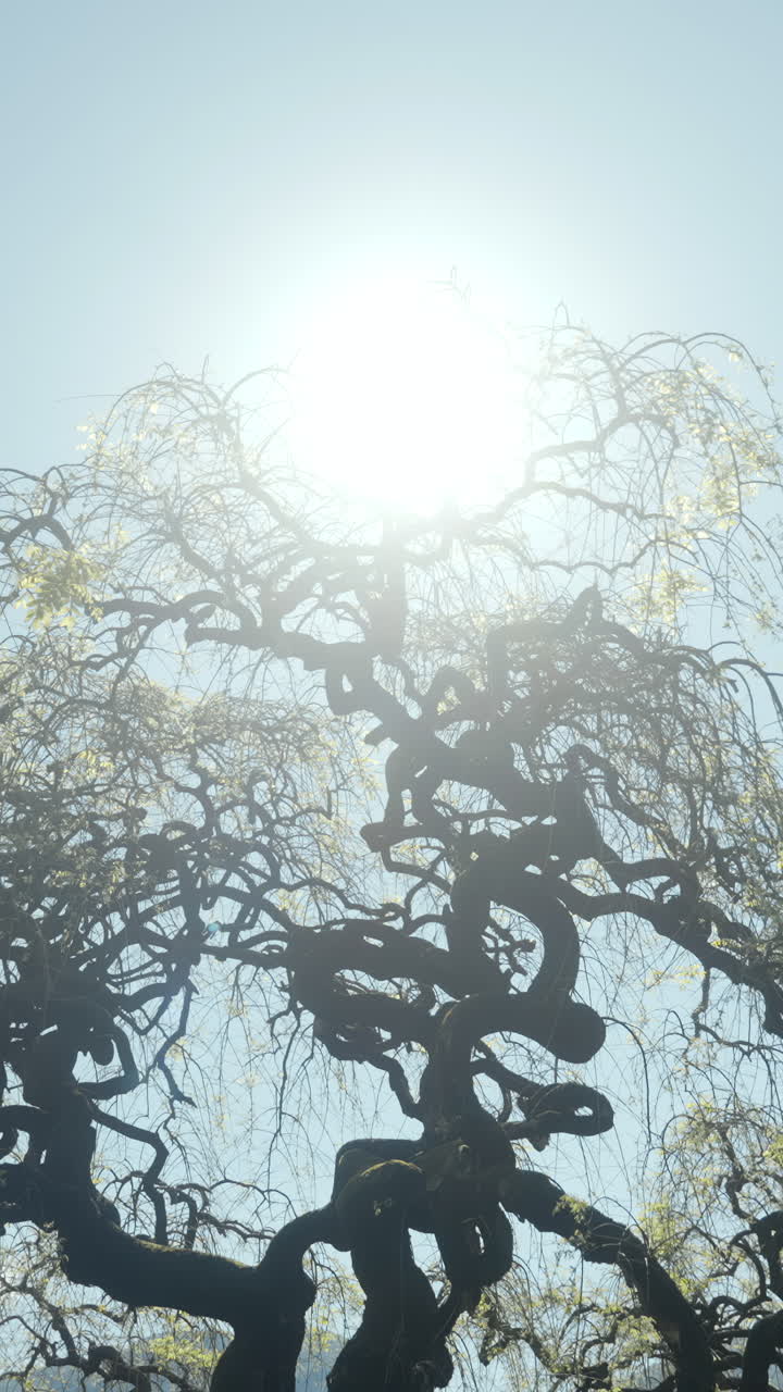 Tree Branches Against the Sky