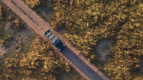 aerial drone top down shot of 4x4 safari jeep driving through vast grassland in kenya, africa during sunrise