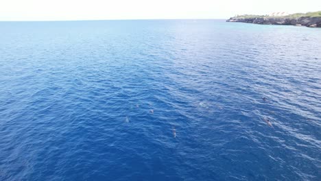 Toma-De-Drone-De-Delfines-Nadando-En-La-Playa-Kalki-En-Curazao.