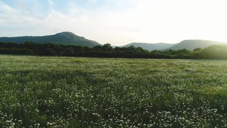 a beautiful meadow with mountains in the background