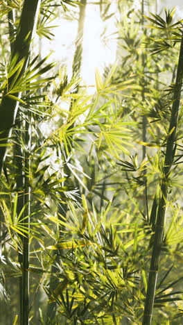 close up of a bamboo forest