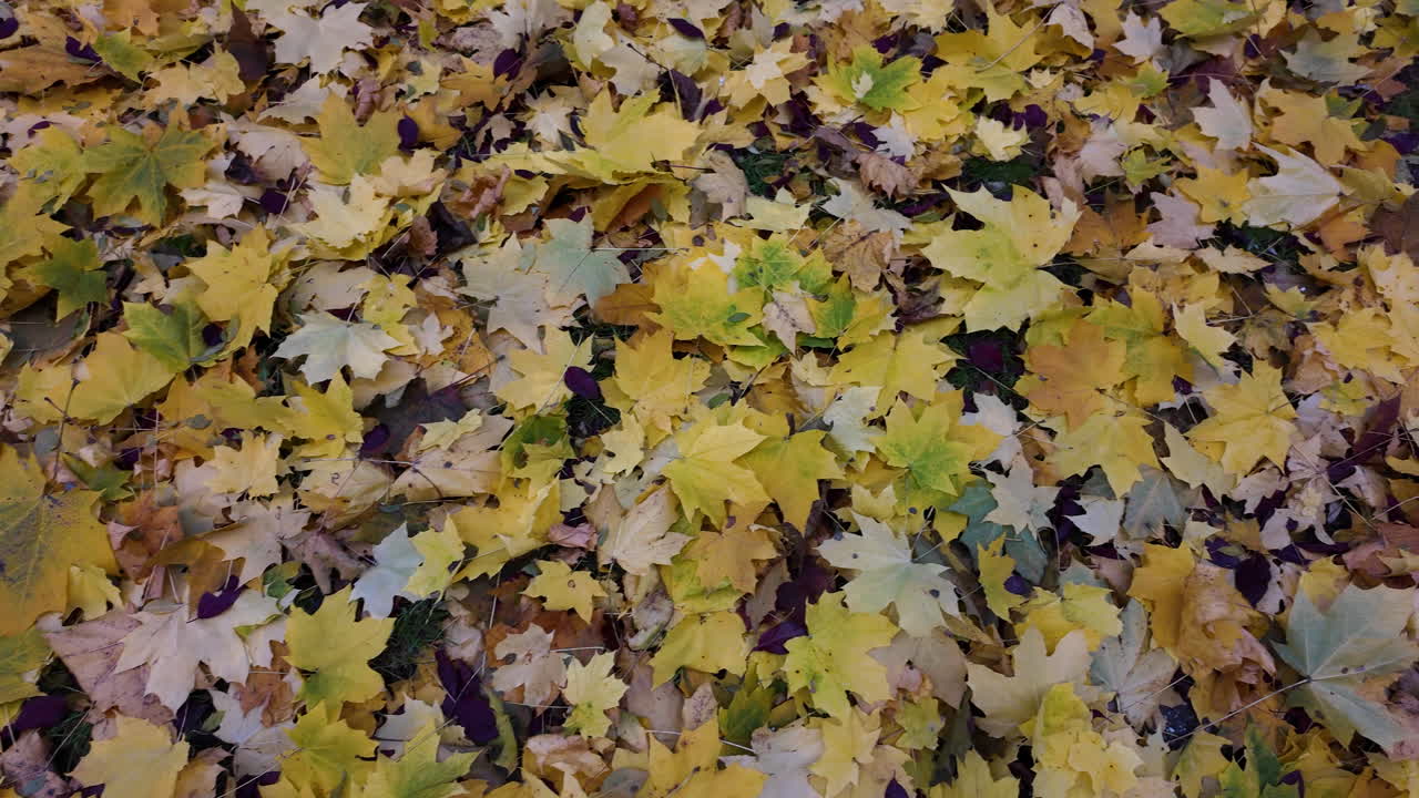 Detailed view of autumn leaves on forest floor