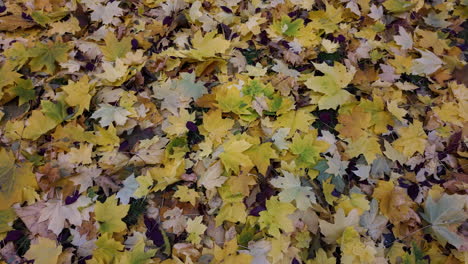 detailed view of autumn leaves on forest floor
