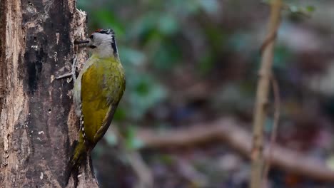 the grey-headed woodpecker is also called the grey-faced woodpecker which is found in a lot of national parks in thailand and it is very particular in choosing its habitat in order for it to thrive