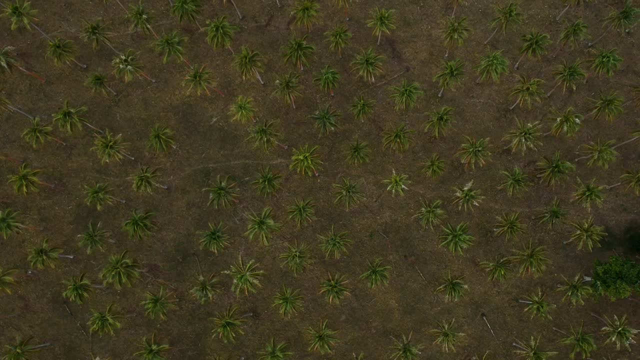 vista aérea de una gran plantación de palmeras que crece cerca de la costa de un remoto pueblo de islas tropicales en la región del océano pacífico