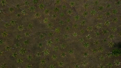 Aerial-view-of-a-large-palm-plantation-growing-near-the-coastline-of-a-remote-tropical-island-village-in-the-Pacific-ocean-region