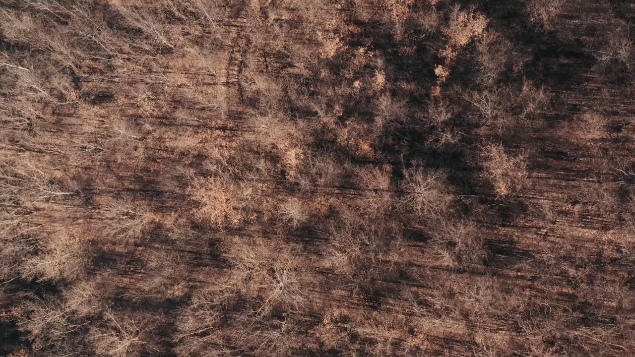 aéreo: disparo cenital cinematográfico rápido sobre bosques y campos en los apeninos.