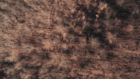 aerial – fast cinematic zenithal shoot over woods and fields in the apennines