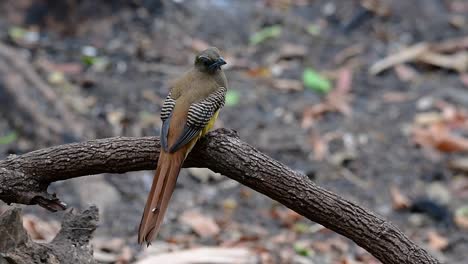 el trogón de pecho naranja es un ave confiada de tamaño mediano que se encuentra en tailandia