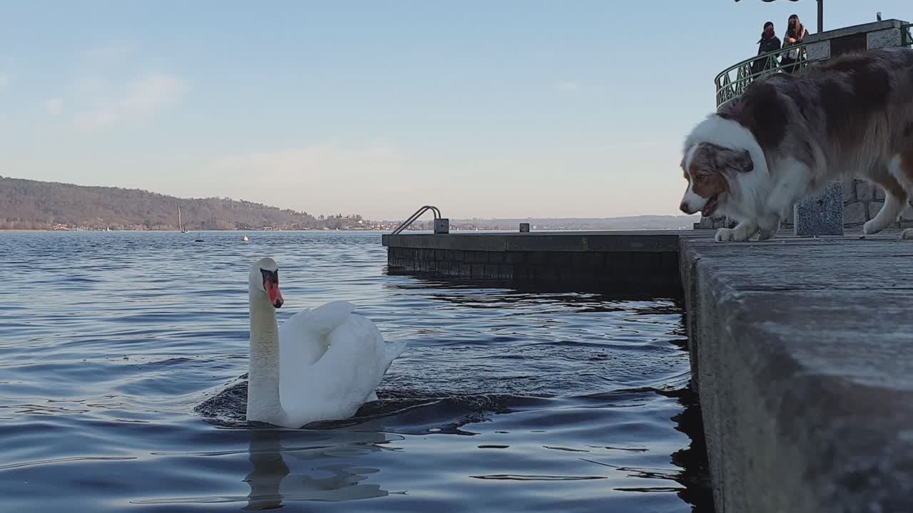 마조레 호수 도크 가장자리에 있는 스완 (swan) 에서 맹렬한 개 는 소리