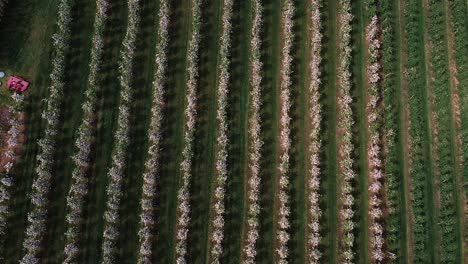 volando sobre el floreciente jardín de manzanos, disparo de drones