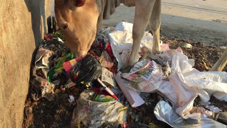 cow searching food in the garbage on side of the street in india