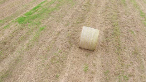 drone fly over agricultural field in rural village filming rolls of hay with golden leafs and straw rolls