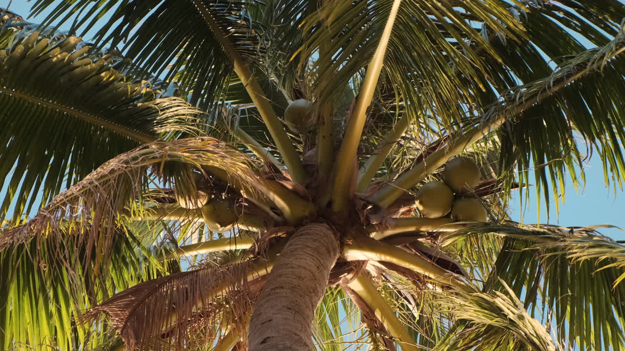 palmera con cocos